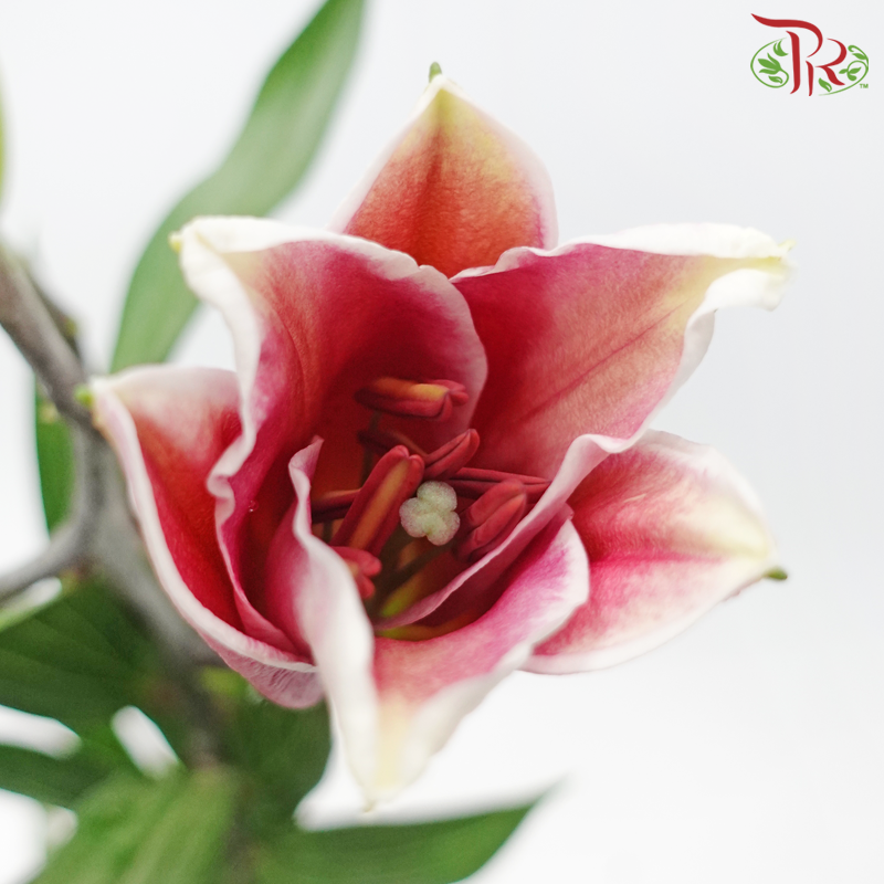 Lily 3+ - Tarrango/ Fujian(5 Stems)-Pink-China-prflorist.com.my