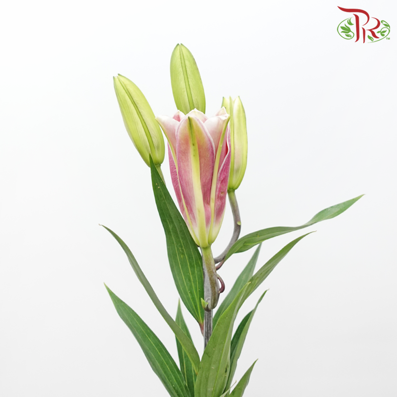 Lily 3+ - Tarrango/ Fujian(5 Stems)-Pink-China-prflorist.com.my