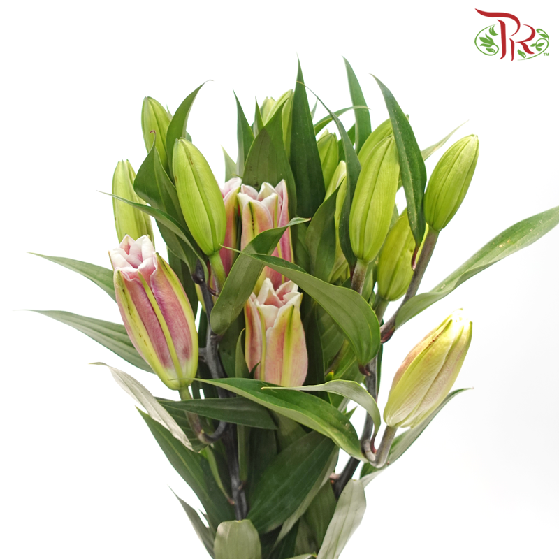 Lily 3+ - Tarrango/ Fujian(5 Stems)-Pink-China-prflorist.com.my