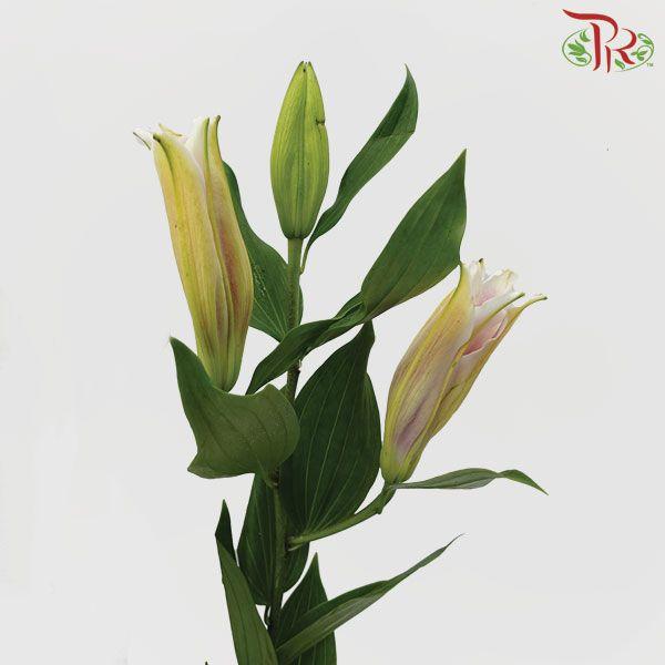 Lily 4+& 5+ - Light Pink (5 Stems)-Pink-China-prflorist.com.my