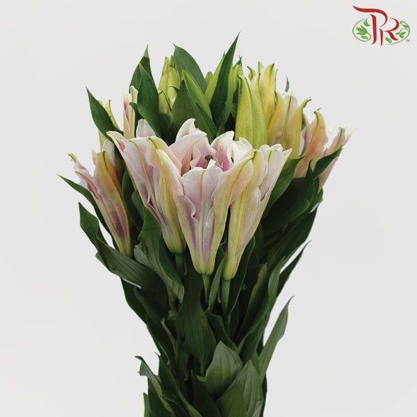 Lily 4+& 5+ - Light Pink (5 Stems)-Pink-China-prflorist.com.my