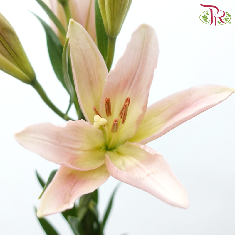 Lily 4+& 5+ - Nirvana Asian (5 Stems)-Pink-China-prflorist.com.my