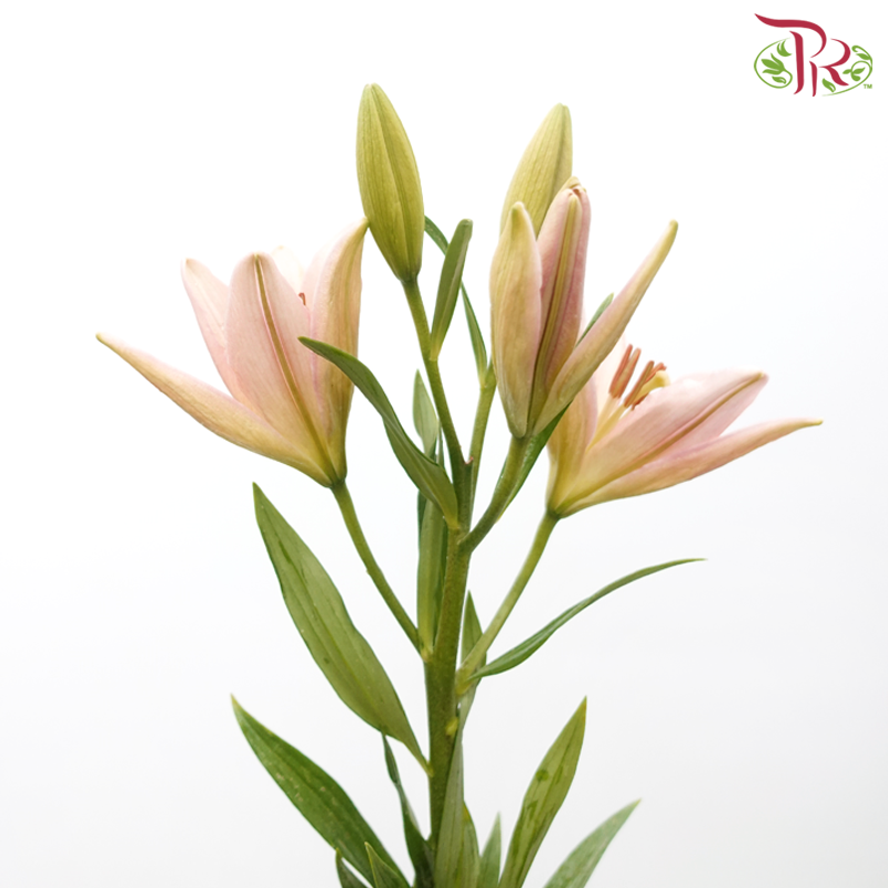 Lily 4+& 5+ - Nirvana Asian (5 Stems)-Pink-China-prflorist.com.my