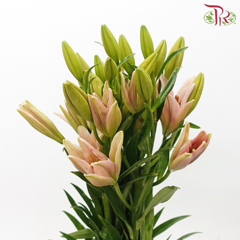 Lily 4+& 5+ - Nirvana Asian (5 Stems)-Pink-China-prflorist.com.my