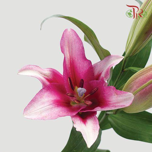 Lily 4+& 5+ - Parasol / Mandela (5 Stems)-Pink-China-prflorist.com.my