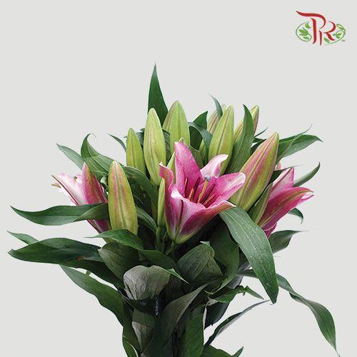 Lily 4+& 5+ - Parasol / Mandela (5 Stems)-Pink-China-prflorist.com.my