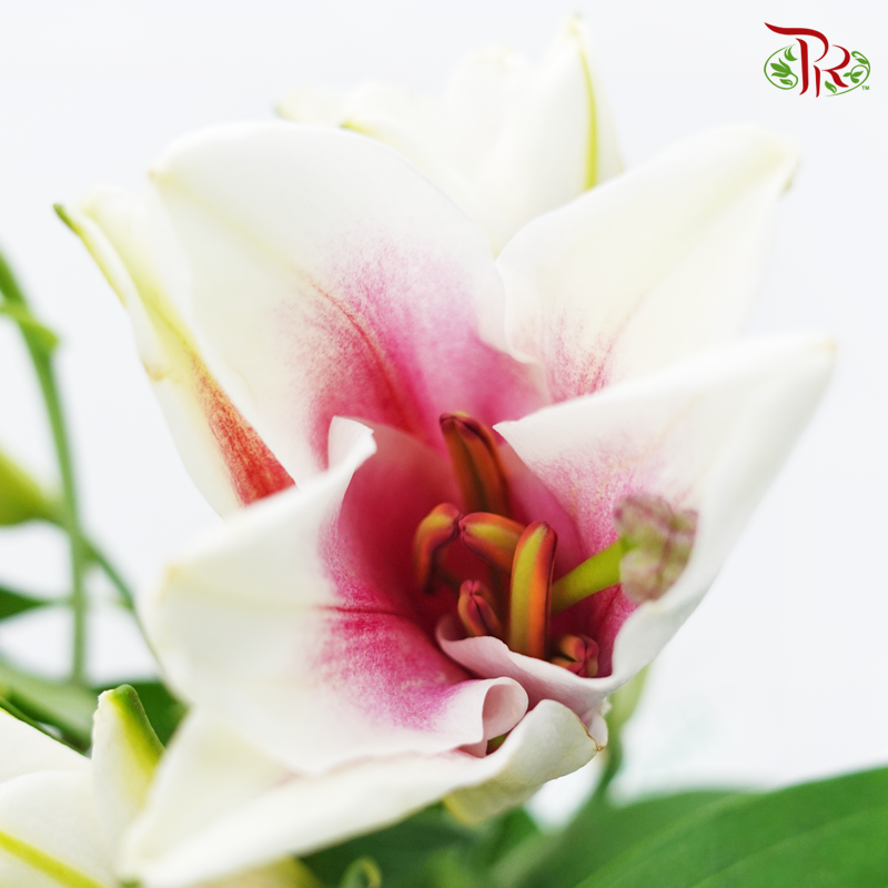 Lily 4+& 5+ - Profundo (5 Stems)-Pink-China-prflorist.com.my