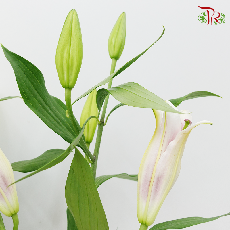 Lily 4+& 5+ - Profundo (5 Stems)-Pink-China-prflorist.com.my