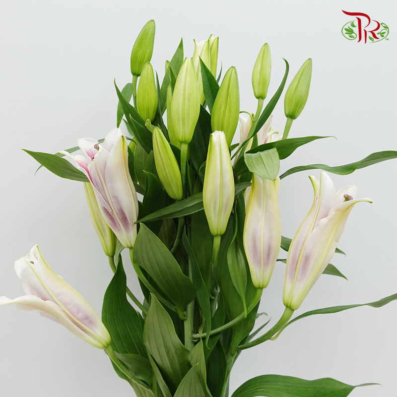 Lily 4+& 5+ - Profundo (5 Stems)-Pink-China-prflorist.com.my
