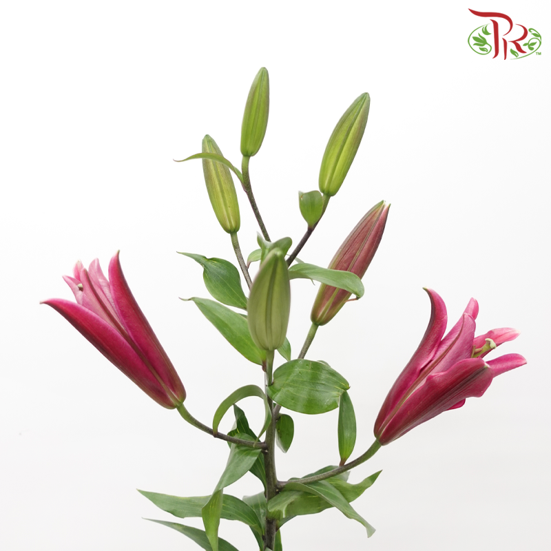 Lily 4+ - Dark Pink Magic (5 Stems)-Pink-Malaysia-prflorist.com.my