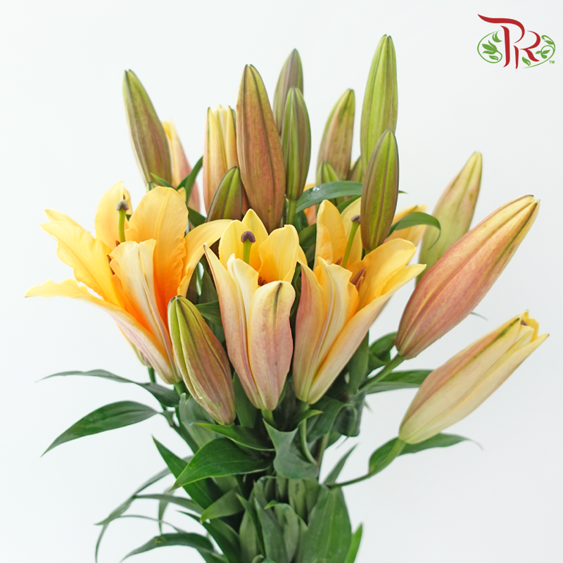 Lily 4+ - Orange Sunset (5 Stems)-Orange-China-prflorist.com.my