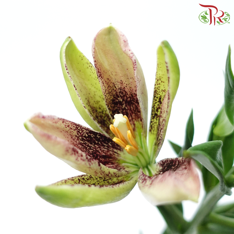 Lily 4+ - Pink Angel (5 Stems)-China-prflorist.com.my