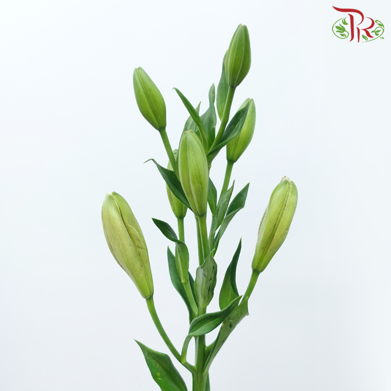 Lily 4+ - Pink Angel (5 Stems)-China-prflorist.com.my