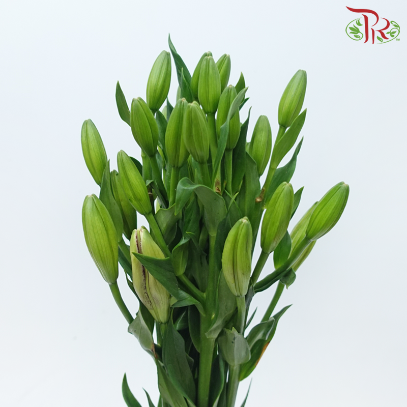 Lily 4+ - Pink Angel (5 Stems)-China-prflorist.com.my