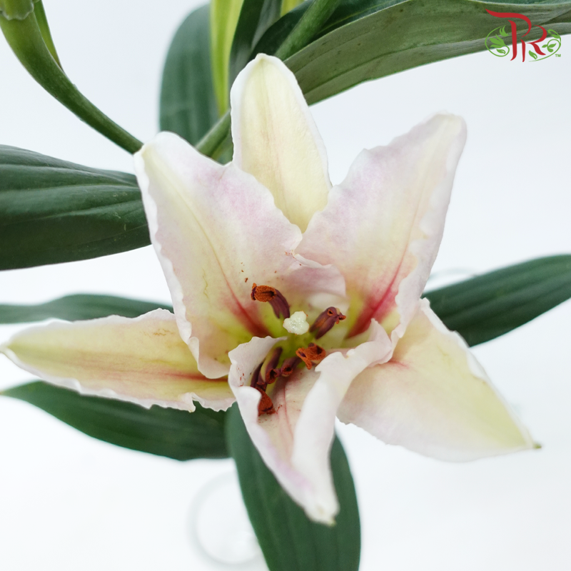 Lily 4+ Rodina - Light Pink (5 Stems)-Light Pink-China-prflorist.com.my