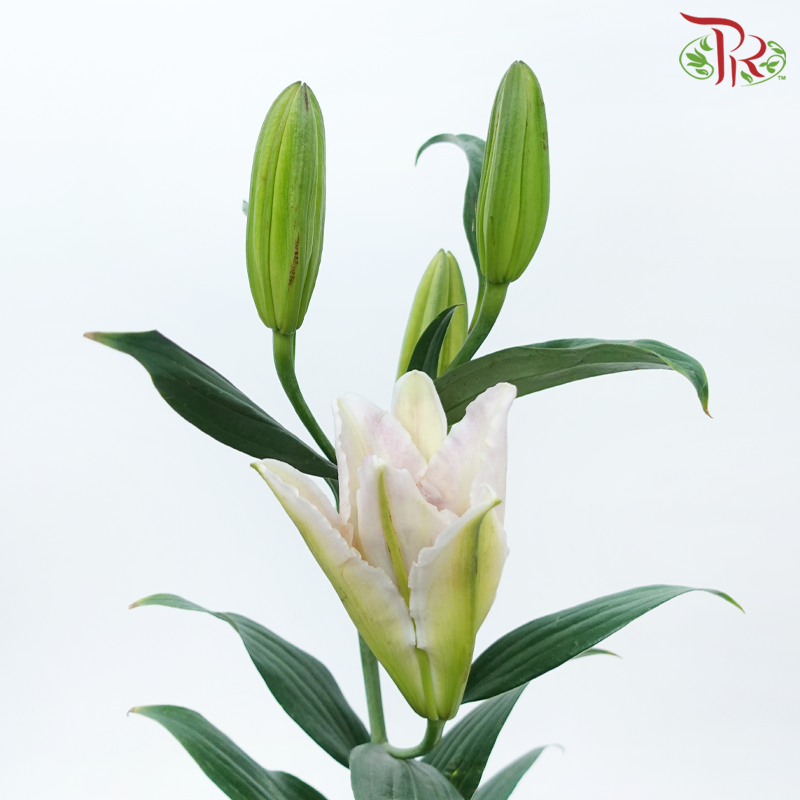 Lily 4+ Rodina - Light Pink (5 Stems)-Light Pink-China-prflorist.com.my