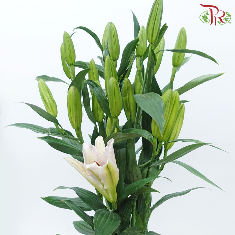 Lily 4+ Rodina - Light Pink (5 Stems)-Light Pink-China-prflorist.com.my