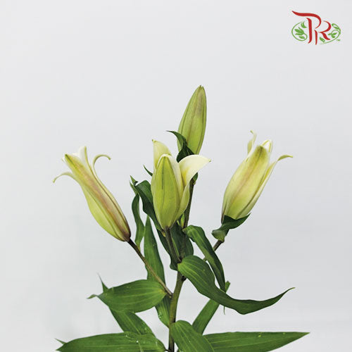 Lily - Cream (5 Stems)-Import-prflorist.com.my