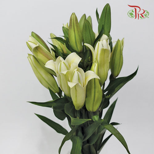 Lily - Cream (5 Stems)-Import-prflorist.com.my