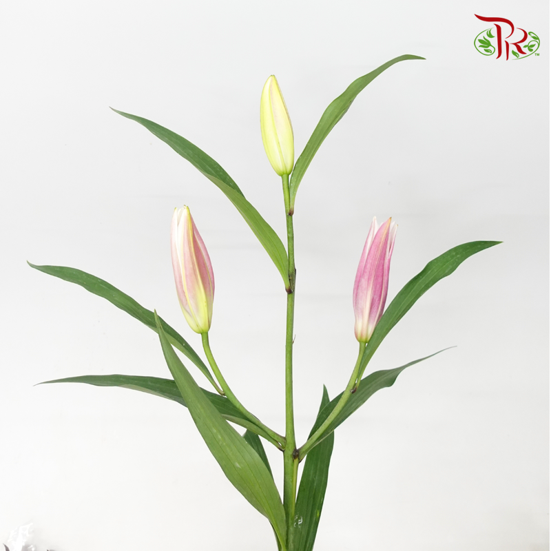 Lily - Inner Pink (5 Stems)-Pink-Taiwan-prflorist.com.my