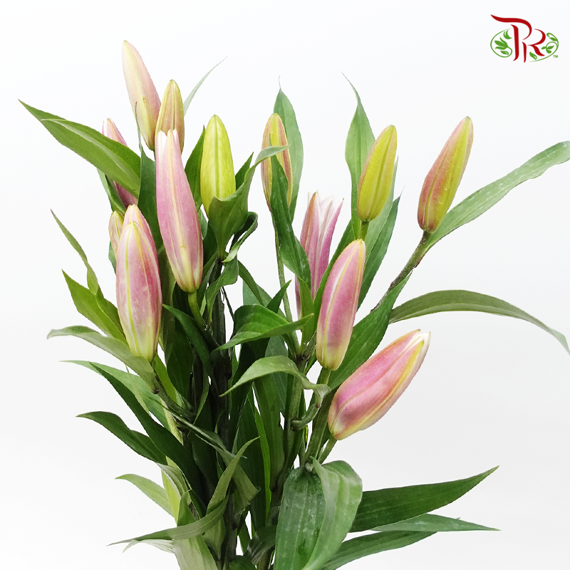 Lily - Inner Pink (5 Stems)-Pink-Taiwan-prflorist.com.my