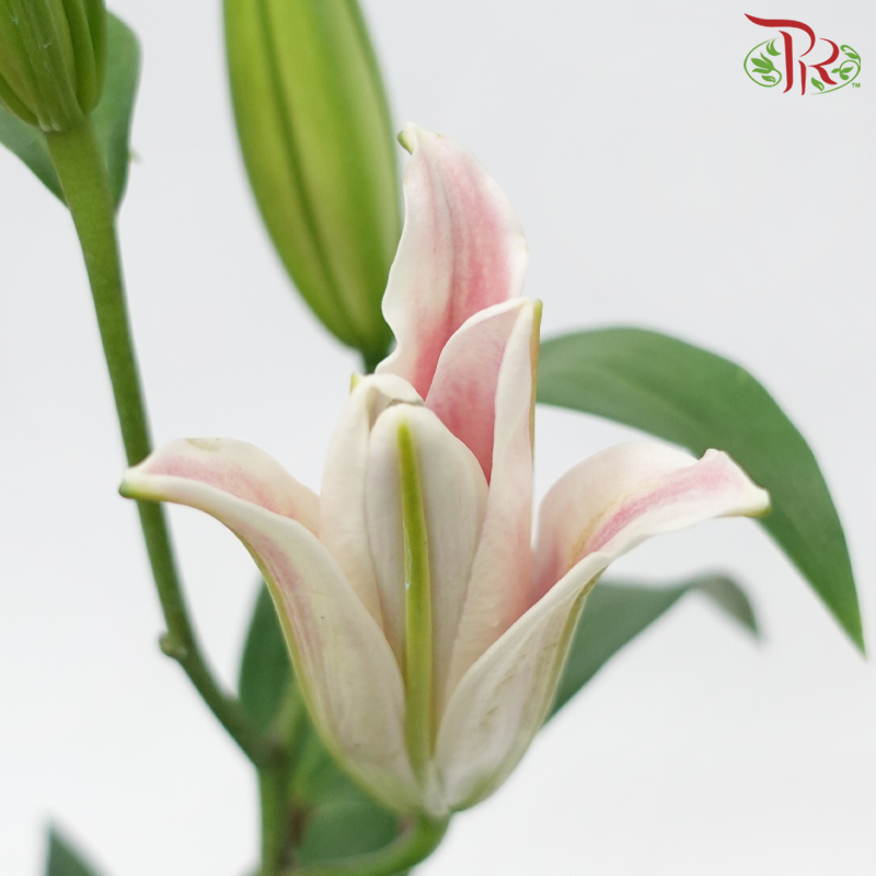 Lily - Light Pink 4+ (5 Stems)-Pink-Malaysia-prflorist.com.my