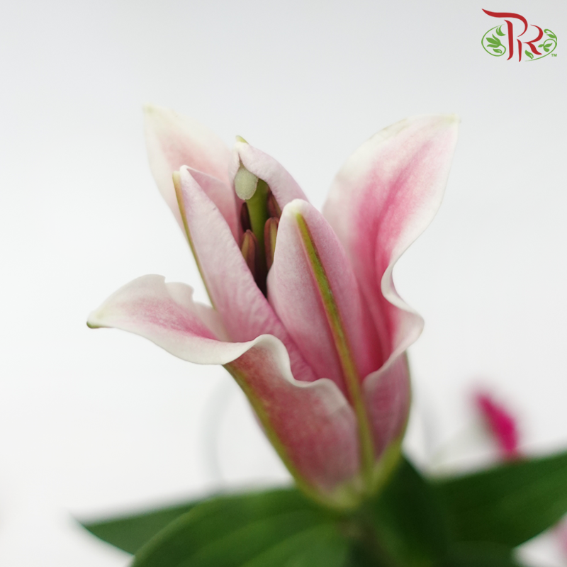 Lily - Light Pink 4+ (5 Stems)-Pink-Malaysia-prflorist.com.my
