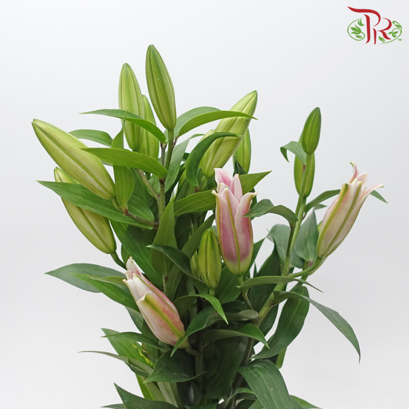 Lily - Light Pink 4+ (5 Stems)-Pink-Malaysia-prflorist.com.my