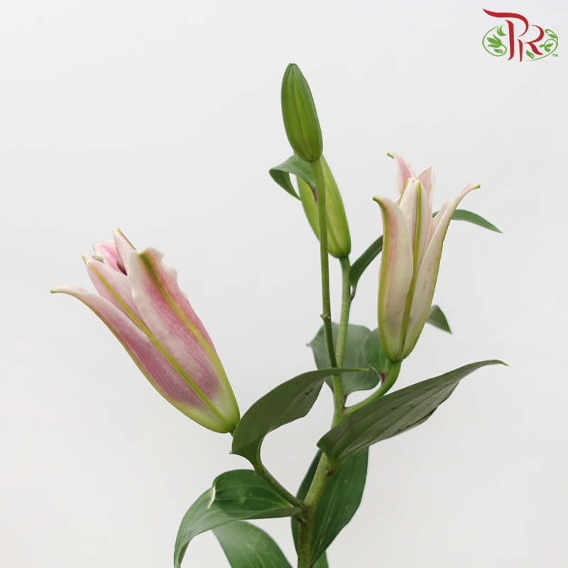 Lily - Light Pink 4+ (5 Stems)-Pink-Malaysia-prflorist.com.my