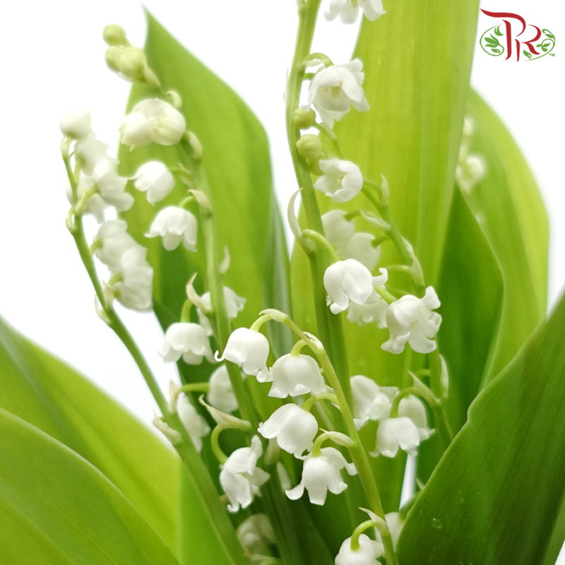 Lily of Valley (10 Stems)-China-prflorist.com.my