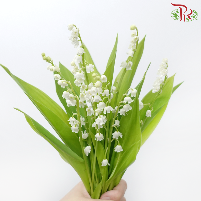 Lily of Valley (10 Stems)-China-prflorist.com.my