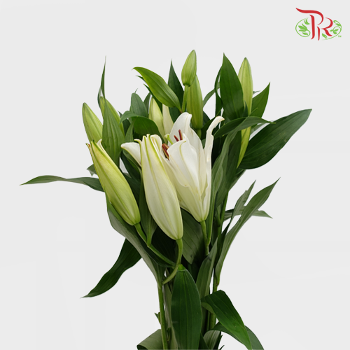 Lily Oriental Captain / Meriva 2 & 3 & 4 - (5 Stems)-White-Vietnam-prflorist.com.my