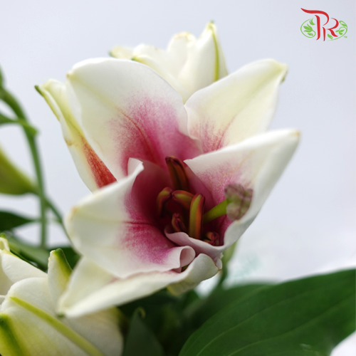 Lily Oriental Marlon 2 & 3 & 4 + - (5 Stems)-Pink-Vietnam-prflorist.com.my