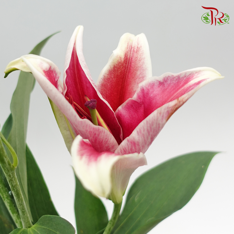 Lily Oriental Red 2 & 3 & 4 + - (5 Stems)-Vietnam-prflorist.com.my