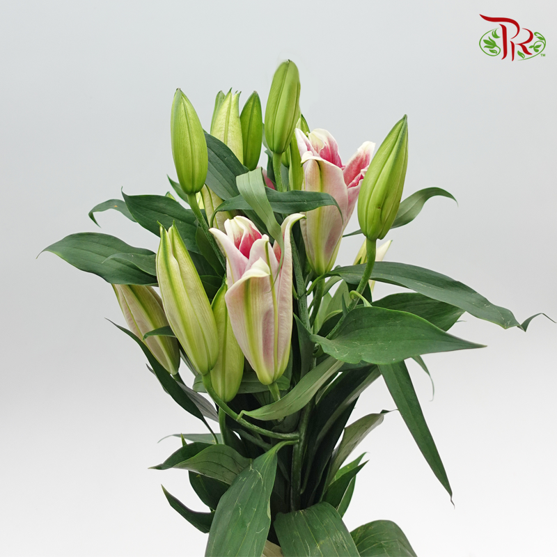 Lily Oriental Red 2 & 3 & 4 + - (5 Stems)-Vietnam-prflorist.com.my