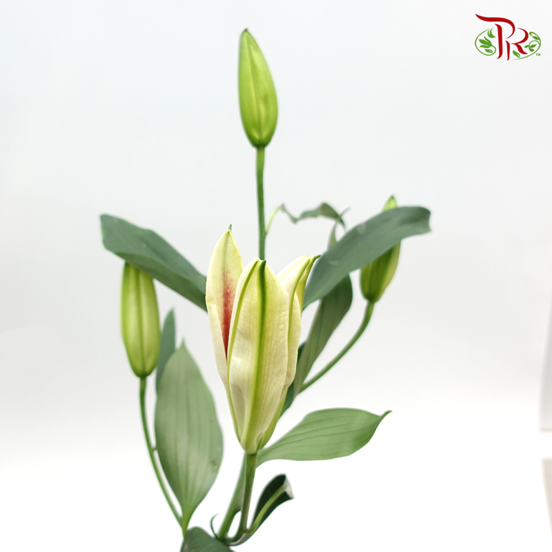Lily Oriental Red 2 & 3 & 4 + - (5 Stems)-Vietnam-prflorist.com.my