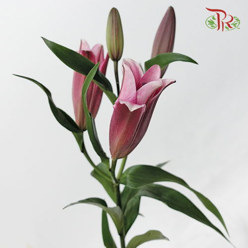 Lily Oriental Robina / Barcadi 2 & 3 & 4 + - (5 Stems)-Pink-Vietnam-prflorist.com.my