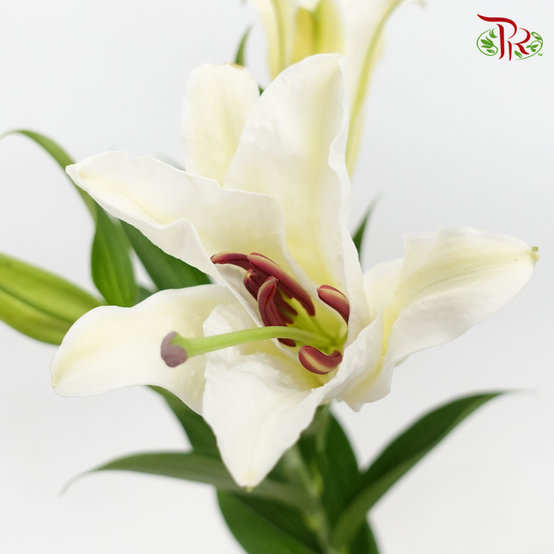 Lily - White (5 Stems)-White-Taiwan-prflorist.com.my