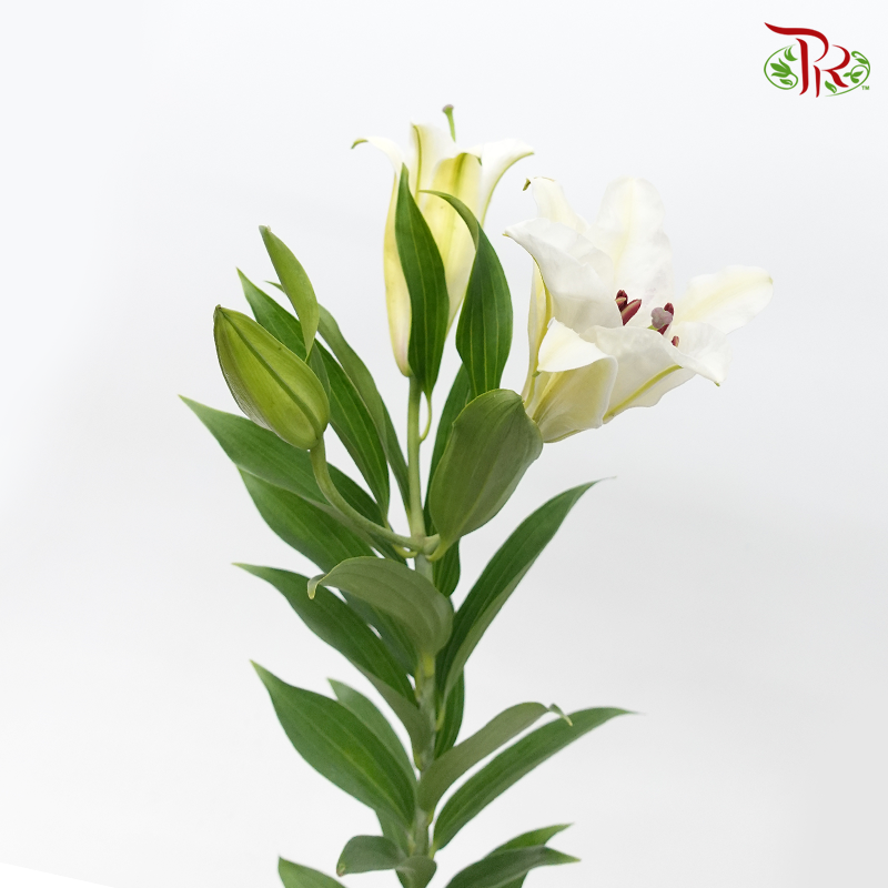 Lily - White (5 Stems)-White-Taiwan-prflorist.com.my
