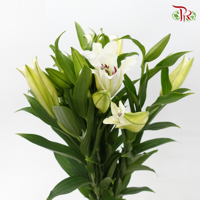 Lily - White (5 Stems)-White-Taiwan-prflorist.com.my