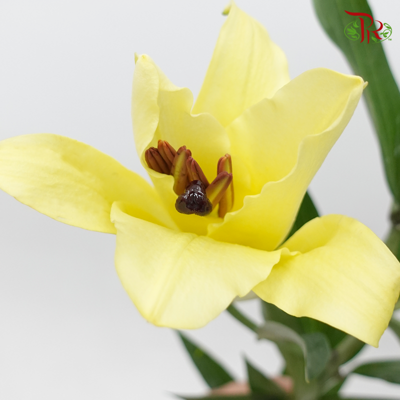 Lily - Yellow (5 Stems)-Yellow-Taiwan-prflorist.com.my