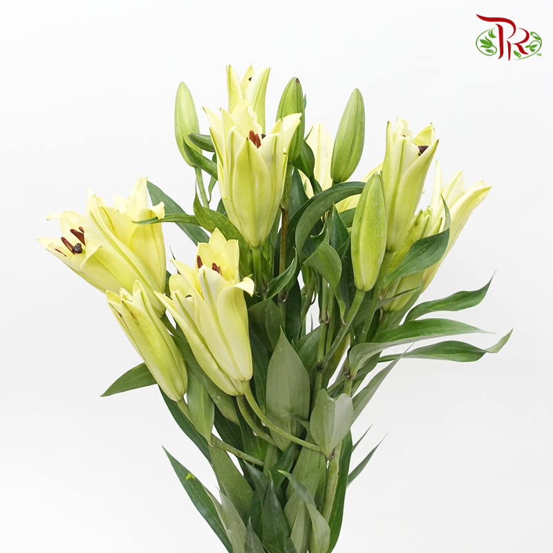 Lily - Yellow (5 Stems)-Yellow-Taiwan-prflorist.com.my