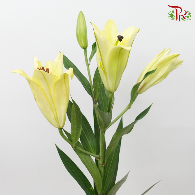 Lily - Yellow (5 Stems)-Yellow-Taiwan-prflorist.com.my