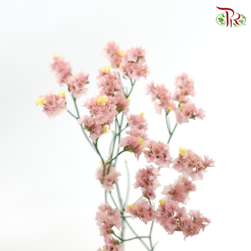 Limonium -Dusty Pink (5 Stems)-Pink-Import-prflorist.com.my