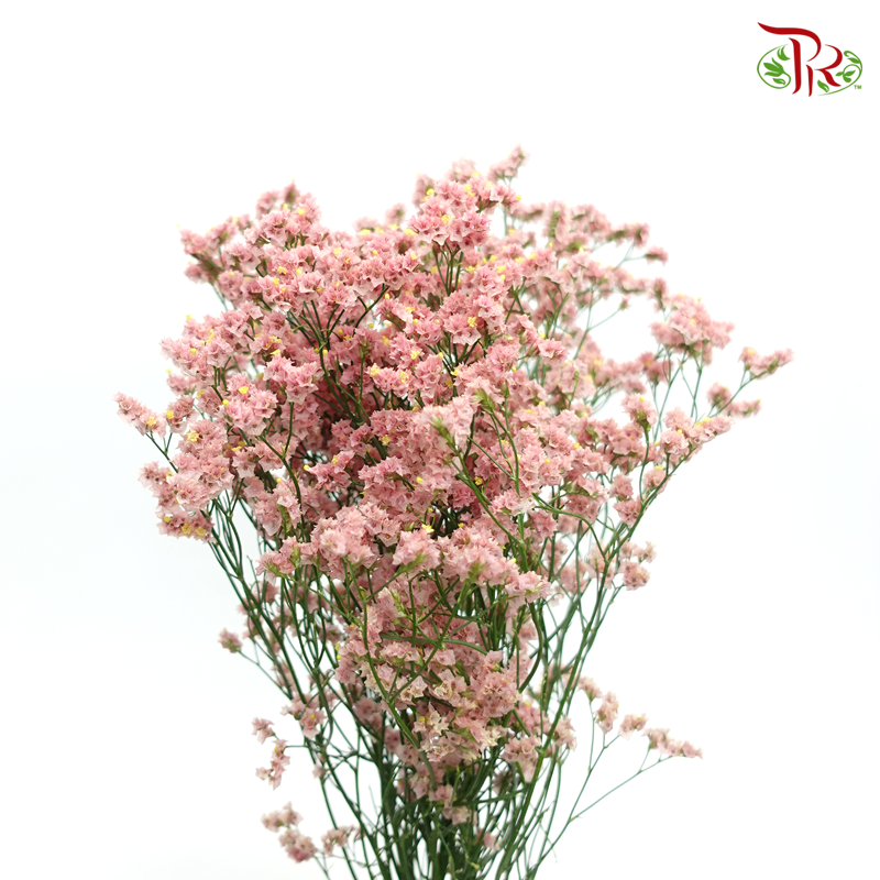 Limonium -Dusty Pink (5 Stems)-Pink-Import-prflorist.com.my