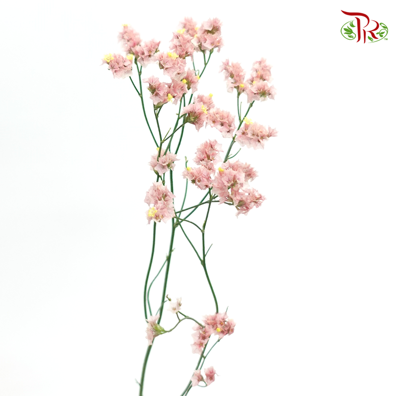 Limonium -Dusty Pink (5 Stems)-Pink-Import-prflorist.com.my