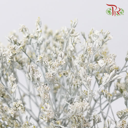 Limonium Dyed - Glitter (10 Stems)-Ecd-prflorist.com.my