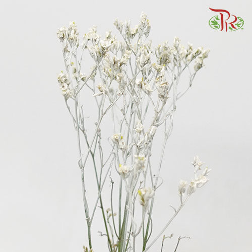 Limonium Dyed - Glitter (10 Stems)-Ecd-prflorist.com.my