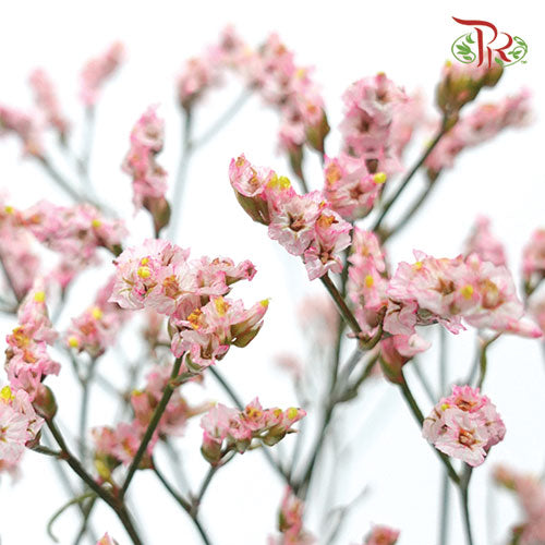 Limonium Dyed - Pink (10 Stems)-Pink-Ecd-prflorist.com.my