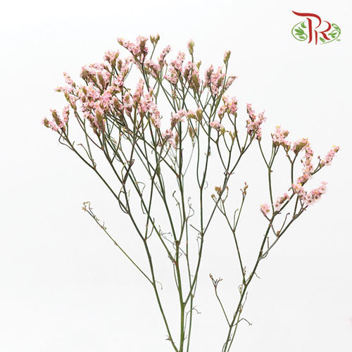 Limonium Dyed - Pink (10 Stems)-Pink-Ecd-prflorist.com.my